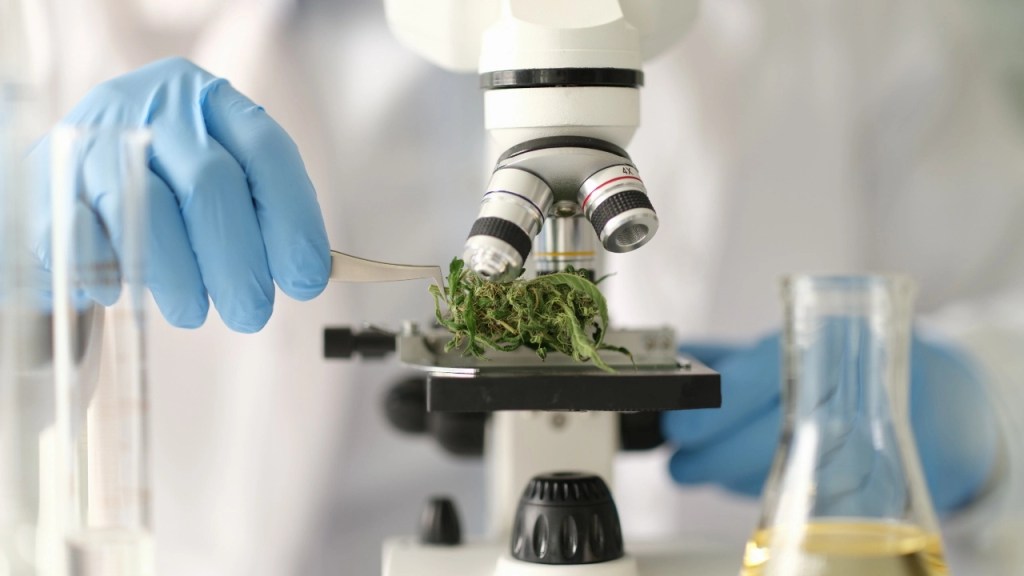 lab equipment with a cannabis bud under a microscope